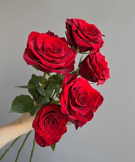 Valentine’s Day Classic: 6 Red Roses with Greenery