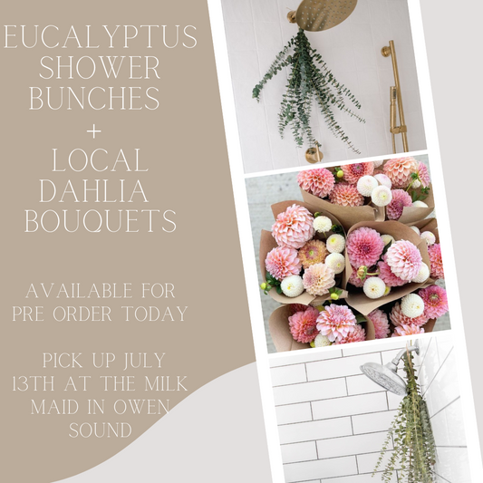 Eucalyptus Bunches