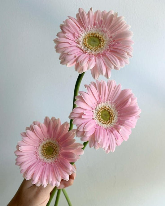 Valentine’s Day Mini Pink Arrangement